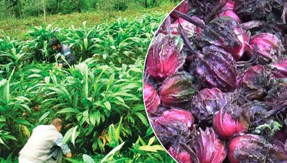 अलैँचीको मुल्य बढ्दा कृषक हर्षित