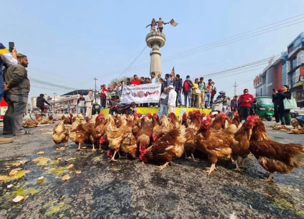 सडकमा कुखुरा र अण्डा फ्यालेर विरोध