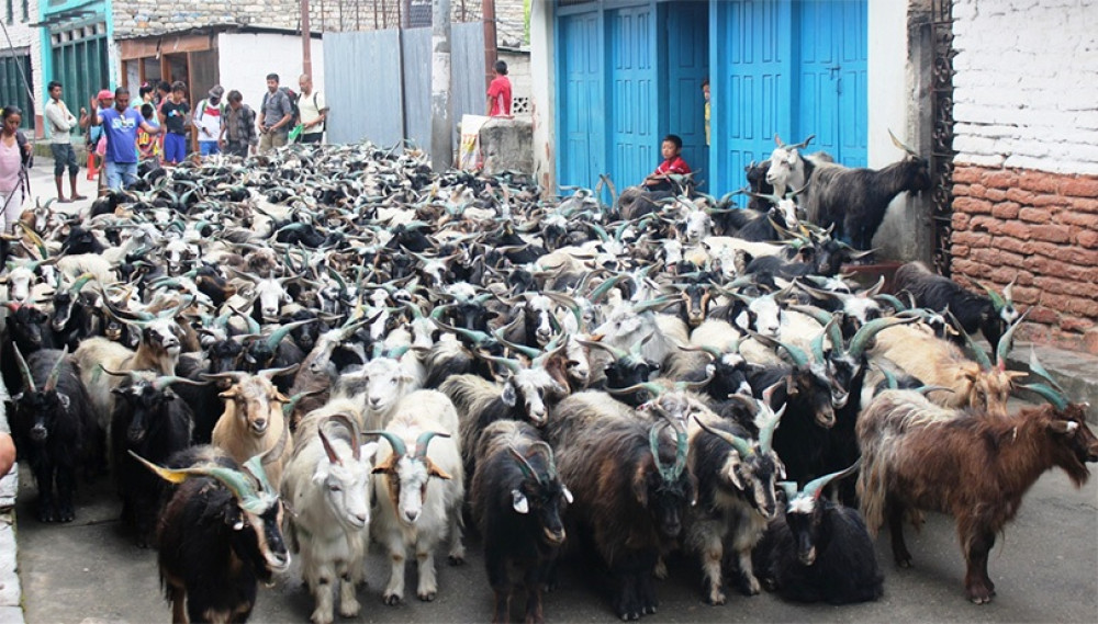 दशैँका लागि २३ करोडको च्याङ्ग्रा निकासी