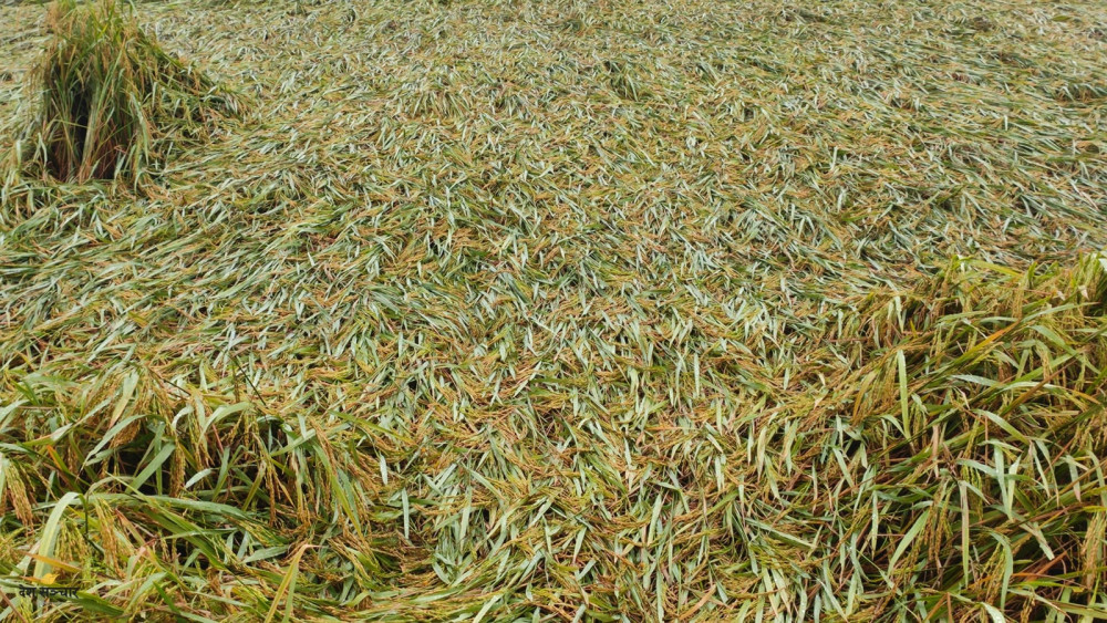 चैते धानको समर्थन मूल्य निर्धारण