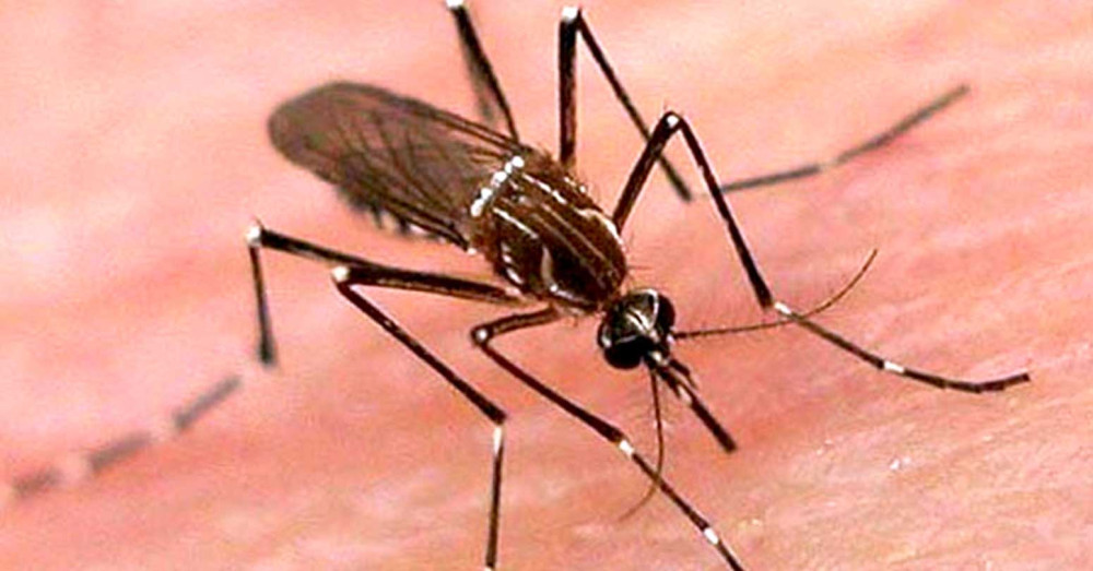 बढी बर्षाले डेंगु बढाउने, सचेत रहन सरकारको आग्रह