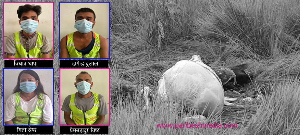 गौहत्यामा संलग्न एक महिलासहित ४ जना पक्राउ